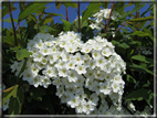 foto Fiori